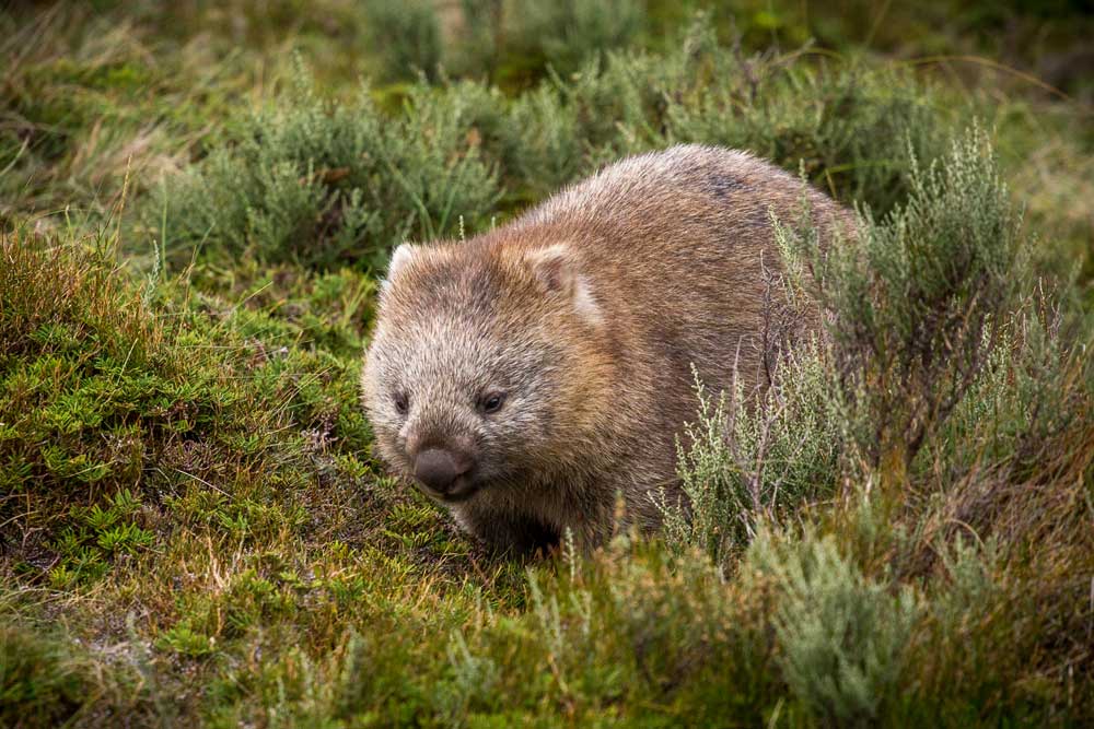 ANIMAUX AUSTRALIENS wombat