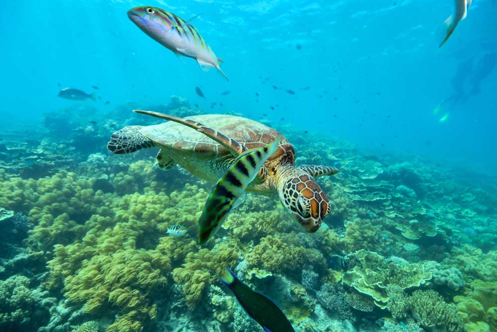 Biodiversité de la Grande Barrière de Corail