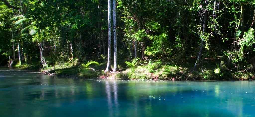 Australie Queensland daintree forest