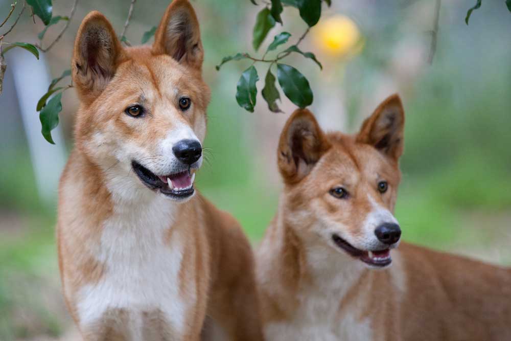 FAUNE ET FLORE OUTBACK DINGOS