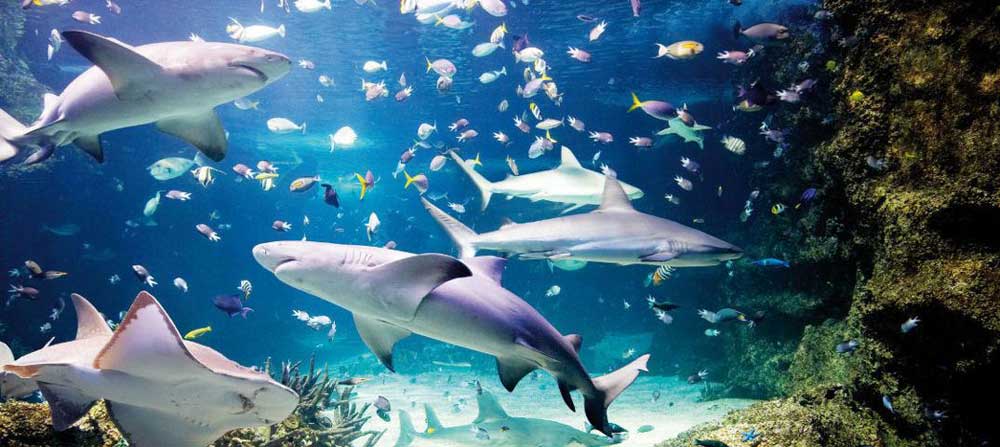 aquarium de Sydney