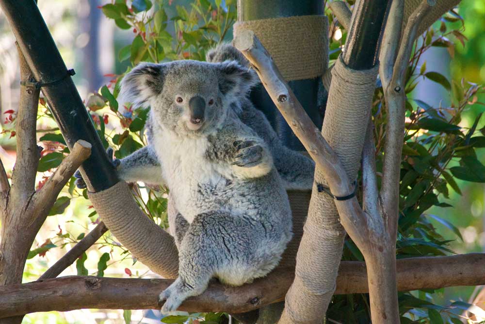 faune australienne koala